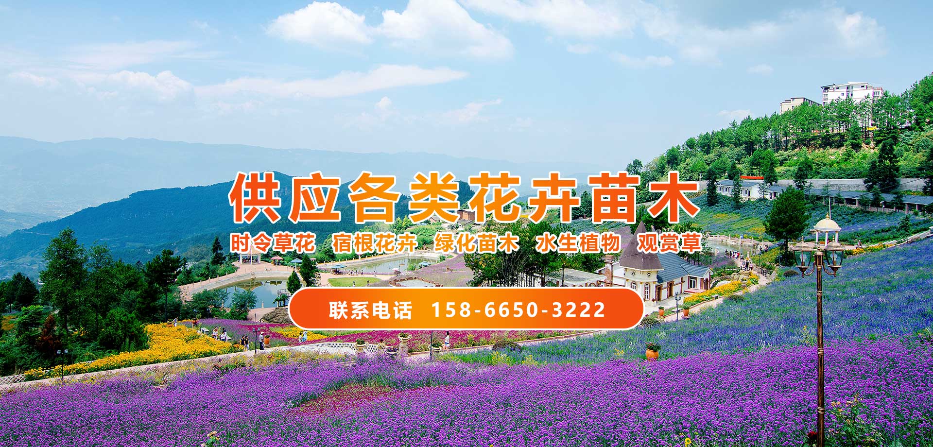 青州市木森林绿化苗木有限公司